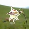 Gladiolus longicollis